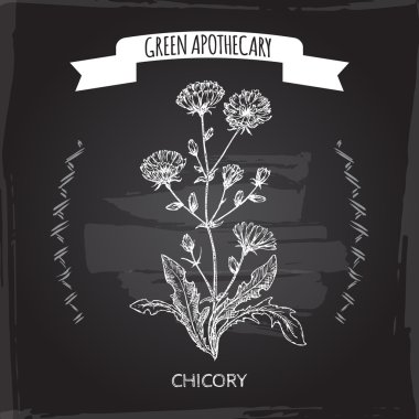 Blackboard özgeçmişlerine Cichorium intybus aka ortak hindiba kroki.