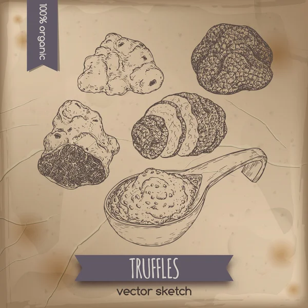 Vintage white, black truffles and sauce sketch on old paper. — Stock Vector