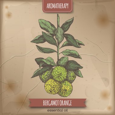 Vintage kağıt arka plan üzerinde renkli bergamot turuncu kroki.