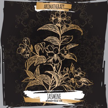 Zarif siyah dantel arka plan üzerinde Yasemin kroki.