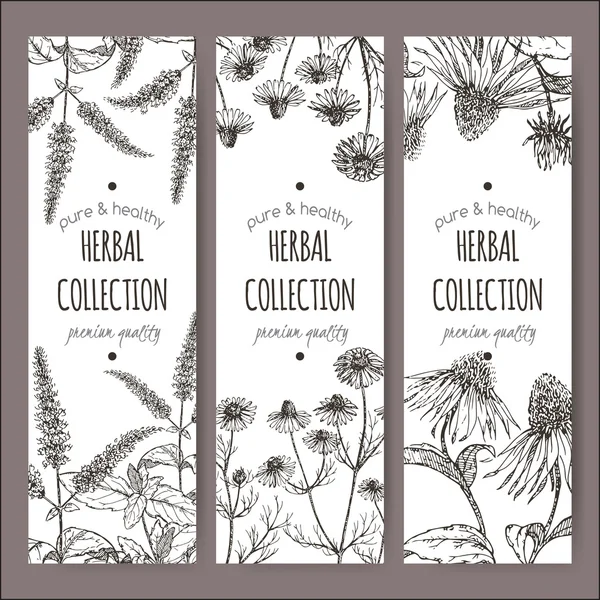 Set of 3 vector labels with peppermint, chamomile and echinacea — Stock Vector