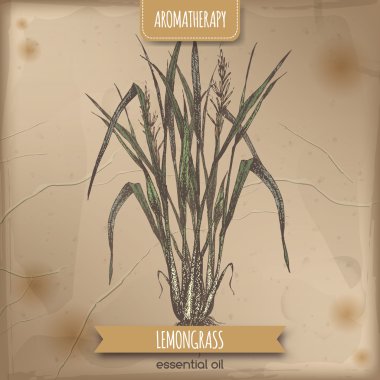 Color lemongrass sketch on vintage background. clipart
