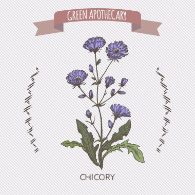 Renk Cichorium intybus aka ortak hindiba kroki.