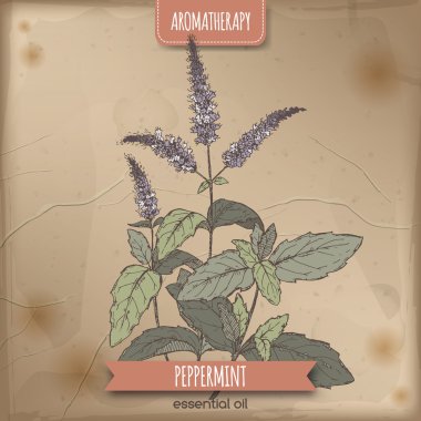 Mentha piperita aka nane Renk eskiz antika arka plan üzerinde.