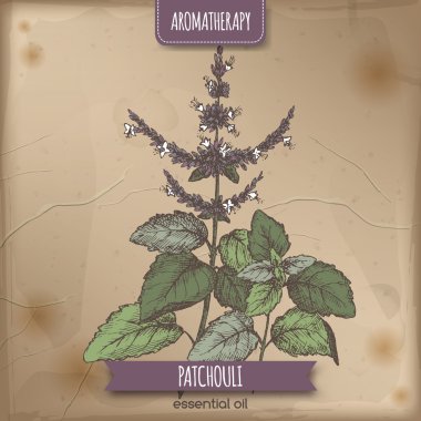 Aka silhat Renk eskiz antika arka plan üzerinde cablin Pogostemon.