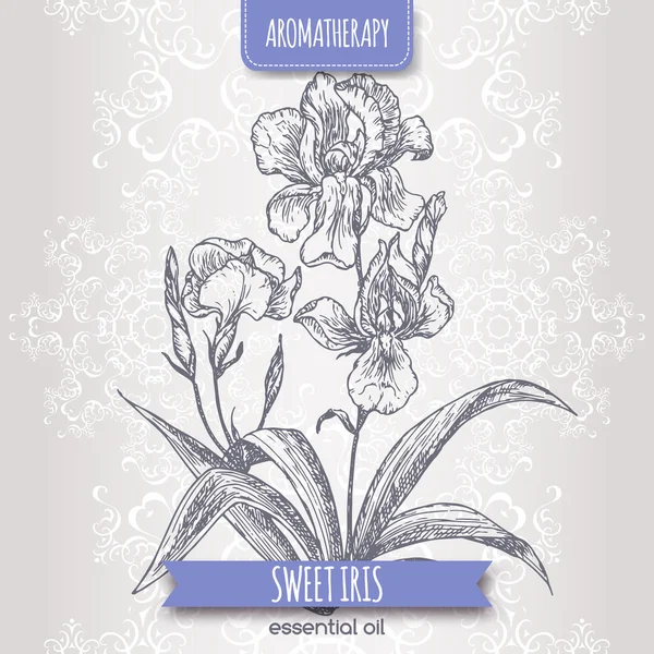 Süße Iris-Skizze auf elegantem Spitzenhintergrund. — Stockvektor