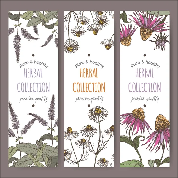 Three color vector herbal labels with peppermint, chamomile and echinacea — Stock Vector