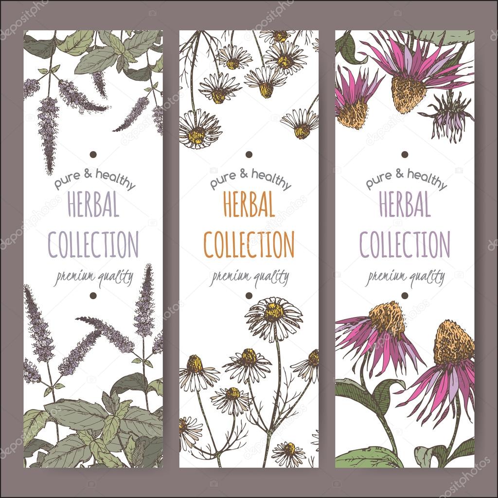 Three color vector herbal labels with peppermint, chamomile and