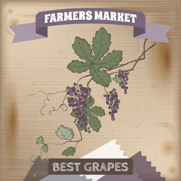 Этикетка фермерского рынка с рисунком виноградной лозы . — стоковый вектор