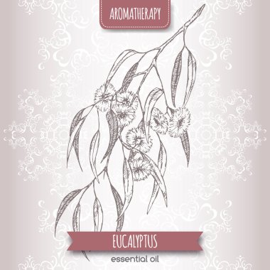 Eucalyptus globulus aka Mavi sakız zarif dantel özgeçmişlerine kroki.