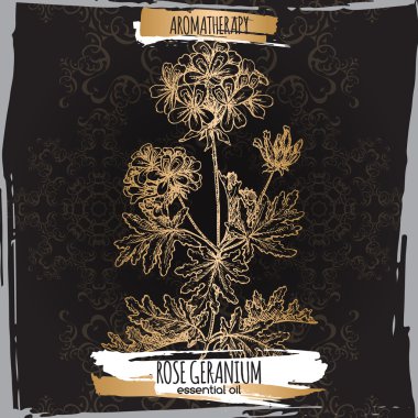 Zarif siyah dantel zemin üzerine gül Sardunya kroki.