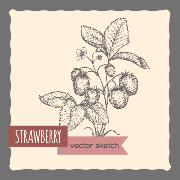 庭の手描きベクター スケッチで新鮮なイチゴ. — ストックベクタ