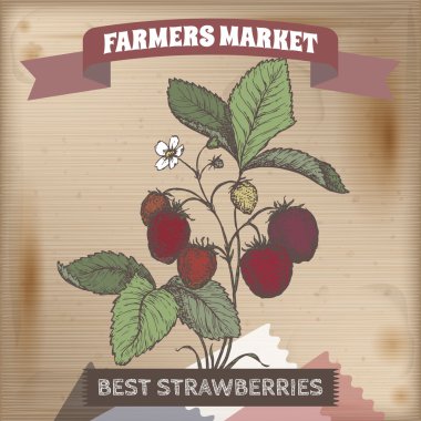 Taze çilek rengi vektör kroki ahşap arka plan üzerine yerleştirilen.