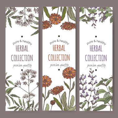 Üç renk vektör valerian, calendula, adaçayı bitki çayı etiketlerle.