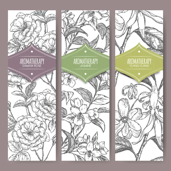 Üç vektör afiş Şam gül, Yasemin, ylang kroki. Aromaterapi serisi.