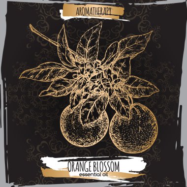 Portakal çiçeği kroki zarif arka dantel arka plan üzerinde.