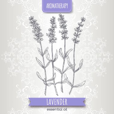 Lavanta namı diğer Lavandula angustifolia zarif dantel arkaplan eskizi.