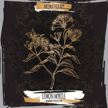 Lemon Myrtle namı diğer Backhousia citriodora eskizi siyah arka planda.