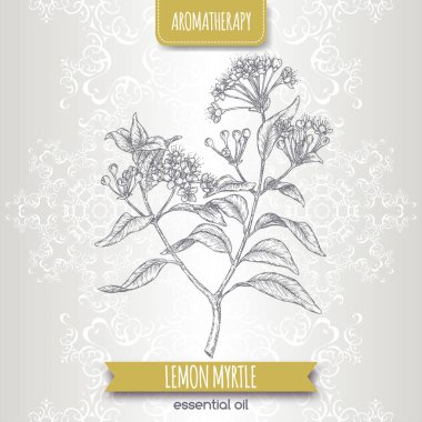 Lemon Myrtle namı diğer Backhousia citriodora zarif dantel arka plan üzerine çizim.