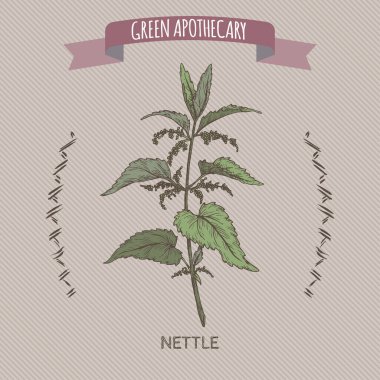 Urtica dioica namı diğer ısırgan otu rengi eskizi. Yeşil eczacı serisi.