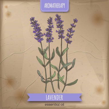 Lavanta namı diğer eski arkaplanda Lavandula angustifolia renk çizimi.
