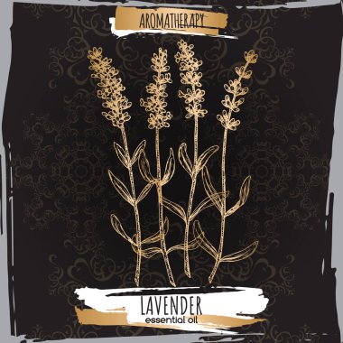 Lavanta namı diğer Lavandula angustifolia eskizi.