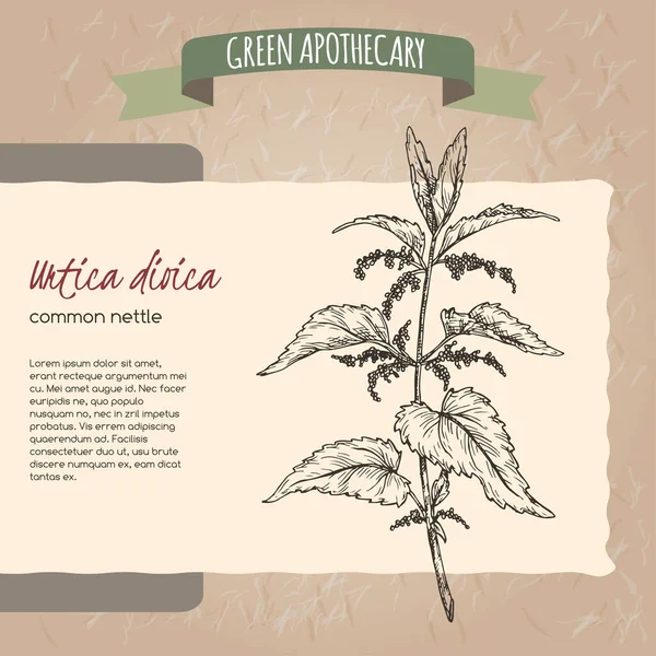 Urtica dioica γνωστός και ως κοινό σκετς τσουκνίδας σε vintage χάρτινο φόντο. Πράσινη σειρά φαρμακοποιών. — Διανυσματικό Αρχείο