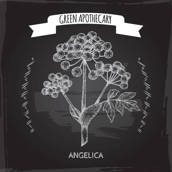 Angelica archangelica aka sketch angelica jardín sobre fondo negro. Serie boticario verde. — Vector de stock