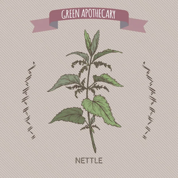 Urtica dioica namı diğer ısırgan otu rengi eskizi. Yeşil eczacı serisi.