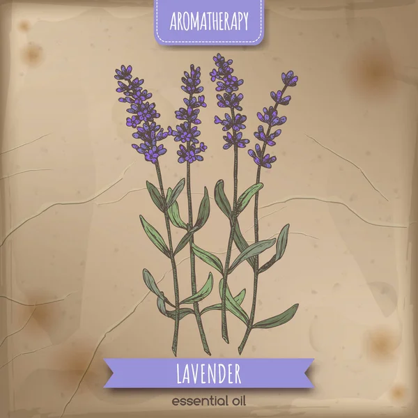 Lavender aka Lavandula angustifolia kleur schets op vintage achtergrond. — Stockvector