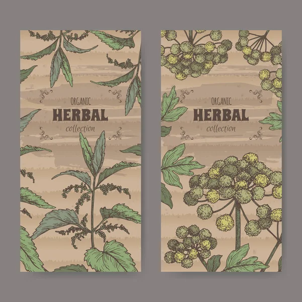 Dos etiquetas con Urtica dioica aka ortiga común y Angelica archangelica aka jardín angelica color sketch. — Vector de stock