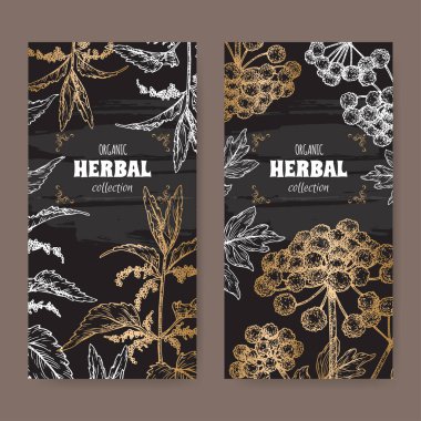 Urtica dioica, namı diğer Isırgan otu ve Angelica Başmelek namı diğer Kara Melek skeci..