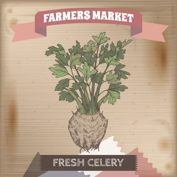 Apium graveolens aka celery color sketch on vintage background. Farmers market series. — Archivo Imágenes Vectoriales