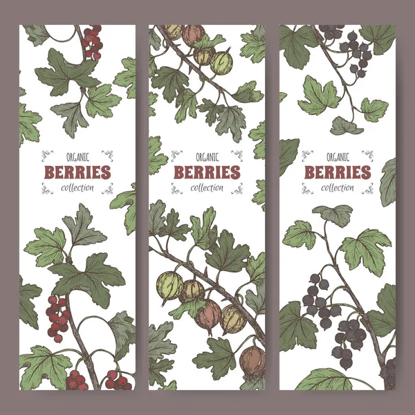 Set di tre etichette con ribes nero, ribes rosso e schizzo di colore uva spina. Frutti di bosco serie. — Vettoriale Stock