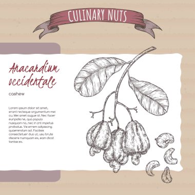 Anacardium occidentale namı diğer kaju dalı ve karton arka planda fındık eskizi. Mutfak fındığı serisi..