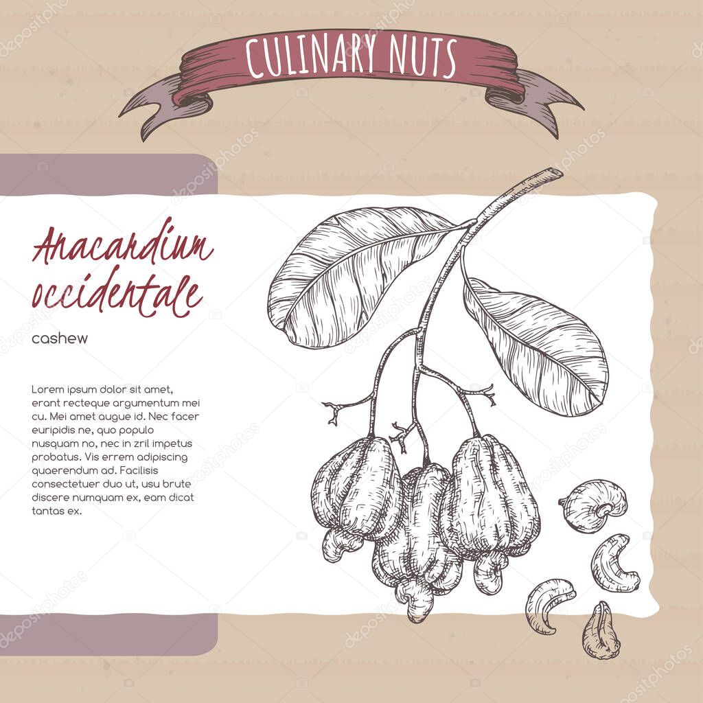 Anacardium occidentale aka cashew branch and nuts sketch on cardboard background. Culinary nuts series.