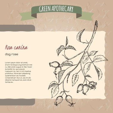 Rosa canina aka köpek rose kroki.