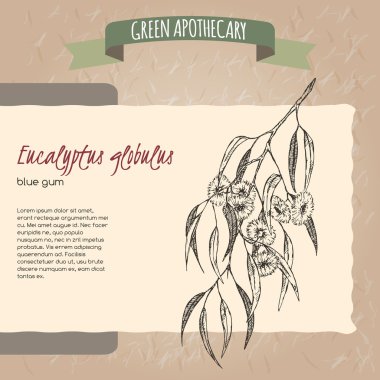 Eucalyptus globulus aka Mavi sakız kroki.