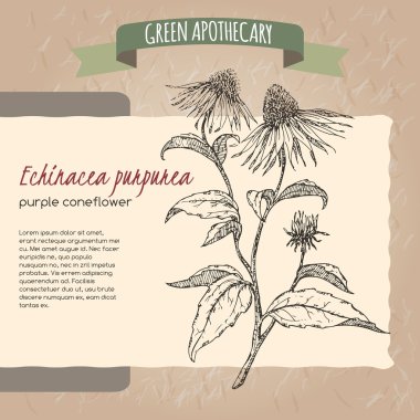Ekinezya aka mor coneflower kroki