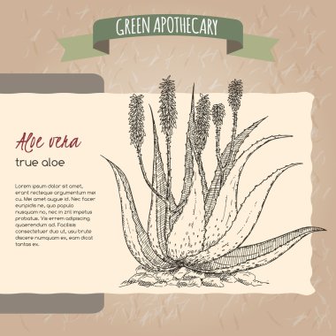Aloe Vera çiçek ve bitki kroki