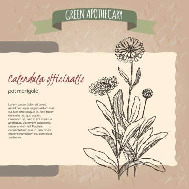 Calendula officinalis aka pot kadife çiçeği kroki.