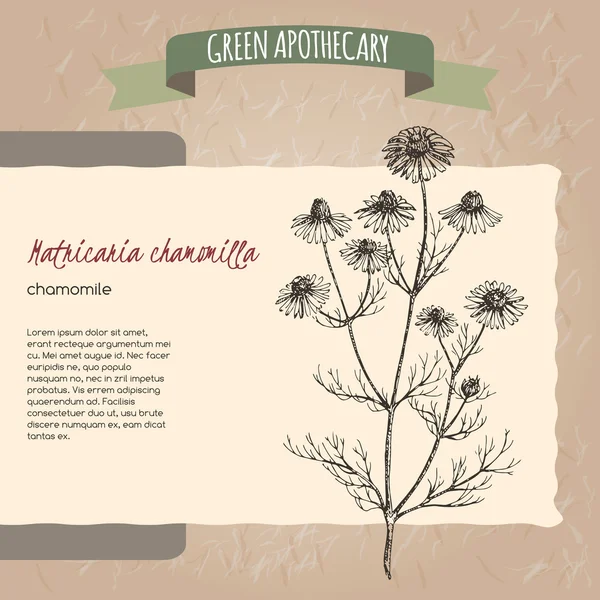 Matricaria chamomilla aka romomile sketch . — стоковый вектор