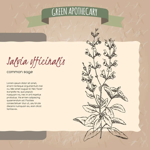 Salvia officinalis aka common sketch . — стоковый вектор