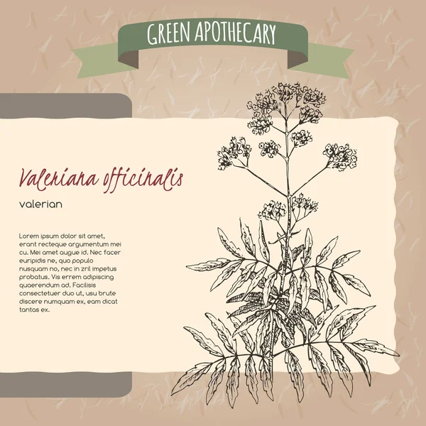 Valeriana officinalis aka Valerian sketch. — Stock Vector