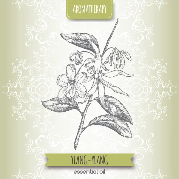 Cananga odorata aka schizzo di Ylang-Ylang — Vettoriale Stock