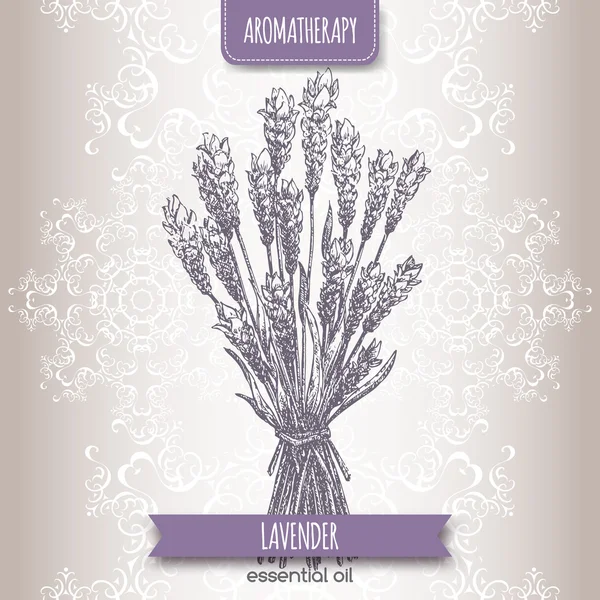 Lavandula angustifolia aka schizzo comune di lavanda — Vettoriale Stock