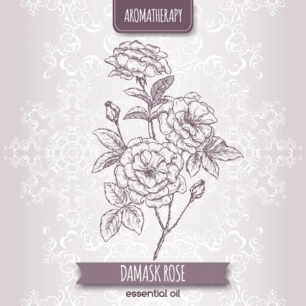 Rosa damascene alias Sketsa mawar Damask - Stok Vektor