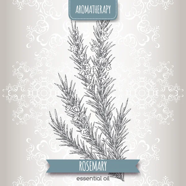 Rosmarinus officinalis aka rozemarijn schets — Stockvector