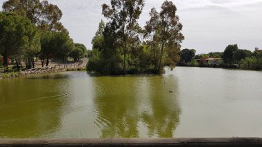 Berlanga 'da ördekli bir göl..