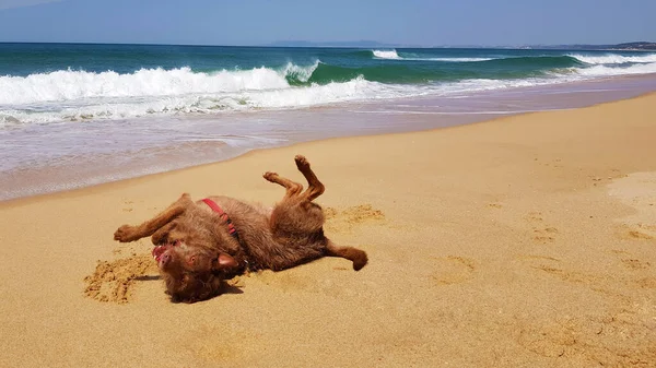 Hund Hat Spaß Strand — Stockfoto